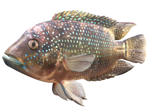 Jack Dempsey Modello 3D