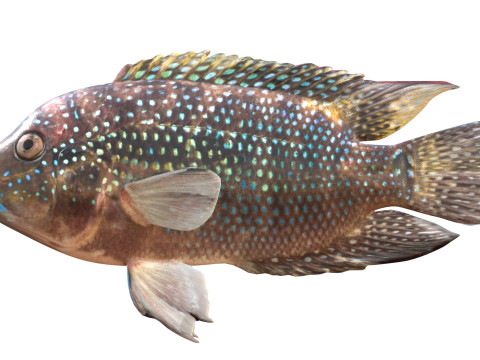 Jack Dempsey Modello 3D