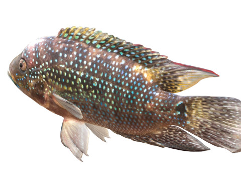 Jack Dempsey Modello 3D