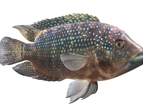 Jack Dempsey Modello 3D