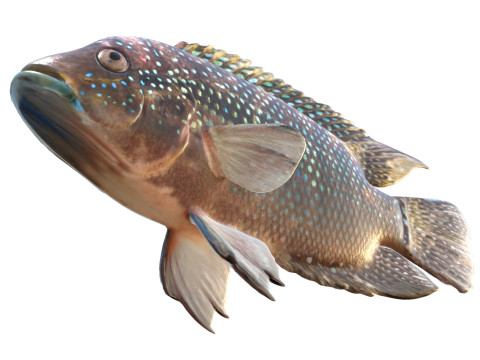 Jack Dempsey Modello 3D