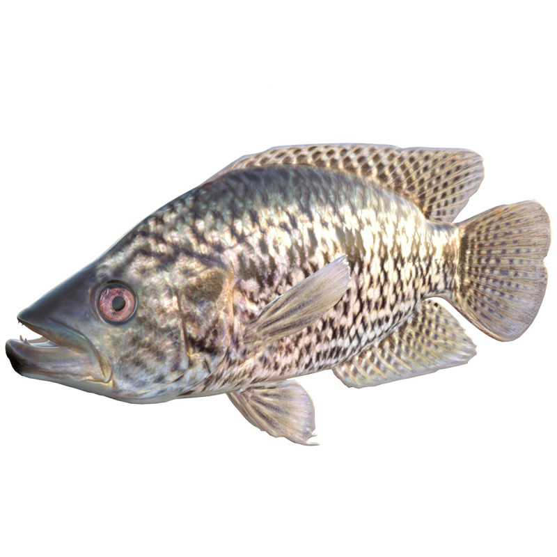 Giaguaro Guapote Modello 3D .c4d .max .obj .3ds .fbx .stl .blend 