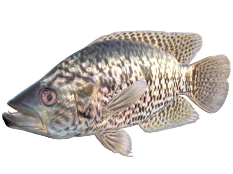 Jaguar Guapote Model 3D