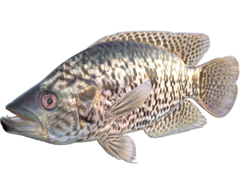 Giaguaro Guapote Modello 3D