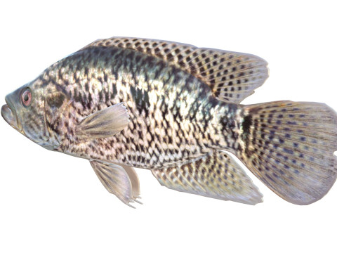 Giaguaro Guapote Modello 3D