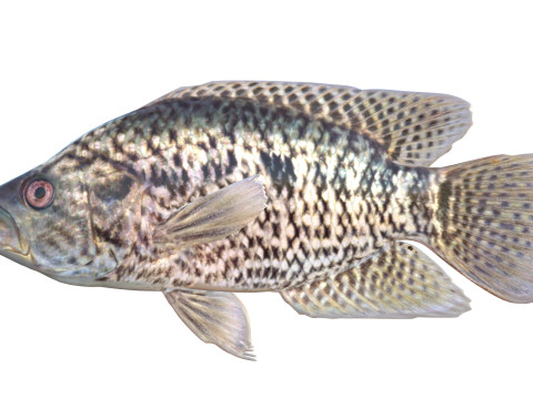 Giaguaro Guapote Modello 3D