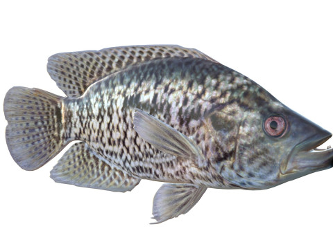 Giaguaro Guapote Modello 3D