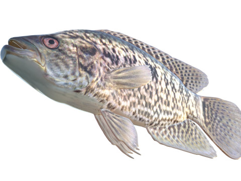 Giaguaro Guapote Modello 3D