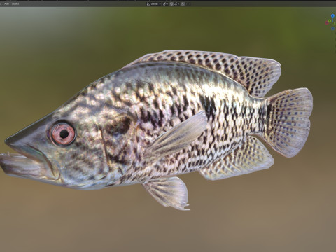 Giaguaro Guapote Modello 3D