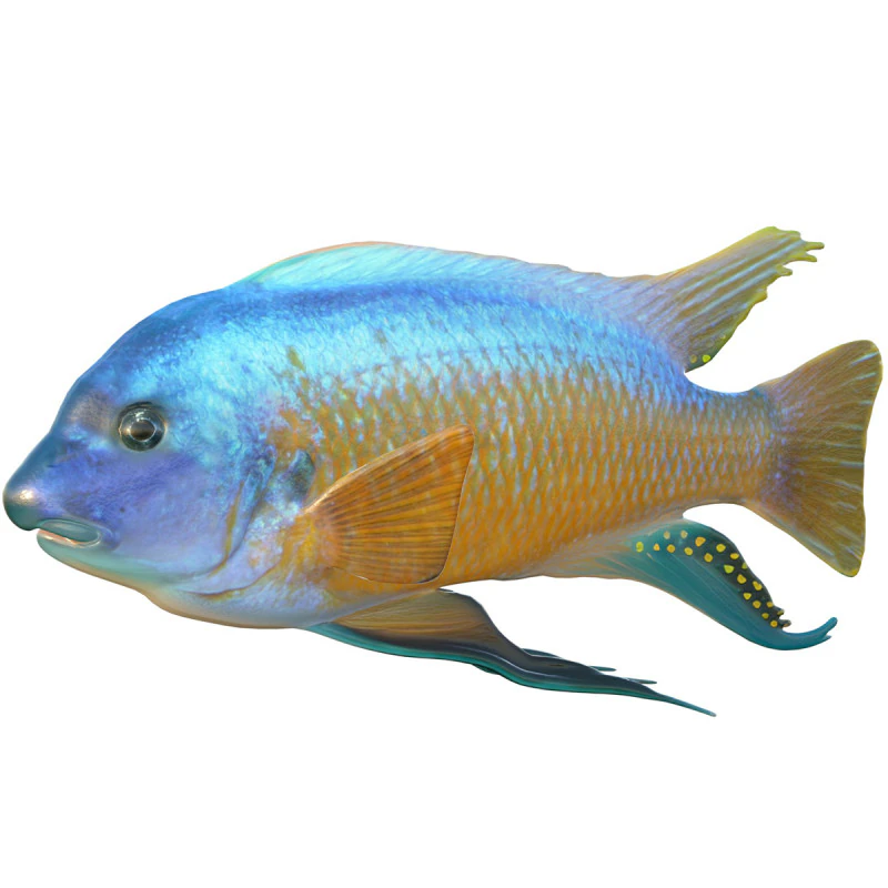 Labeotropheus fish 3D Model .c4d .max .obj .3ds .fbx .stl .blend 