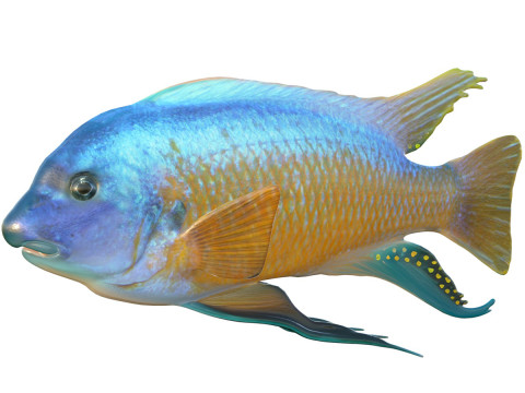 Ikan Labeotropheus Model 3D