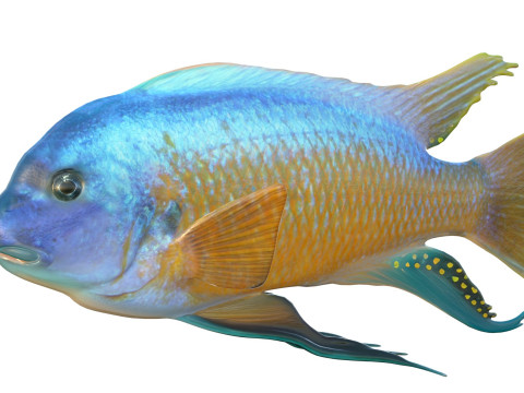 Pesce labeotrofo Modello 3D