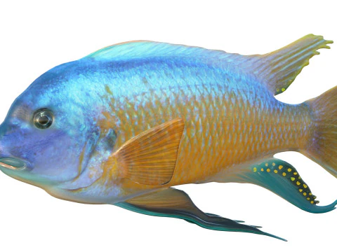 Labeotropheus fish 3D Model