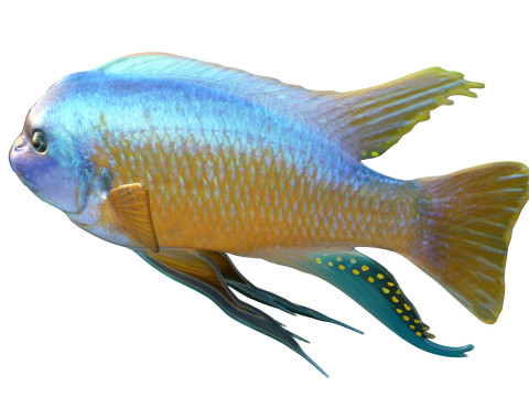 Pesce labeotrofo Modello 3D