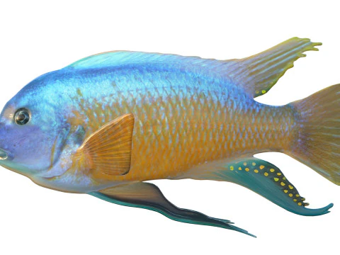 Labeotropheus fish 3D Model