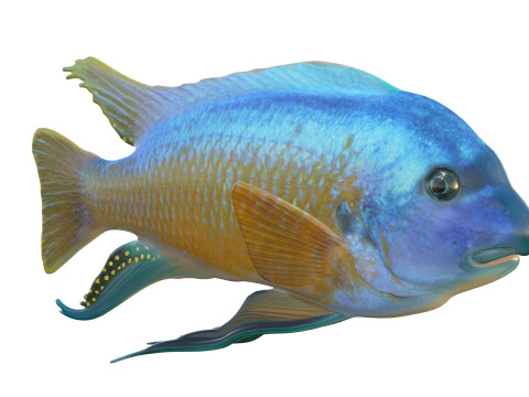 Pesce labeotrofo Modello 3D