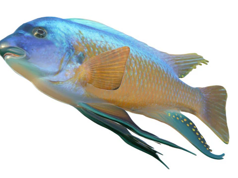 Labeotropheus fish 3D Model