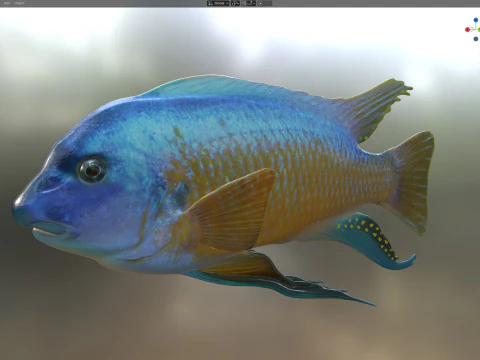 Labeotropheus fish 3D Model