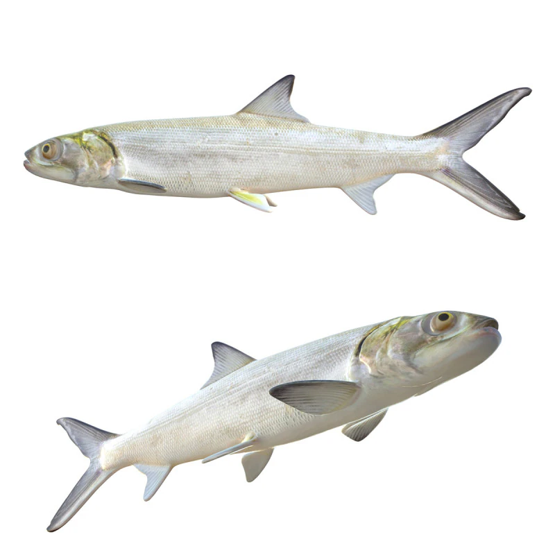 Ladyfish 3D Model .c4d .max .obj .3ds .fbx .stl .blend