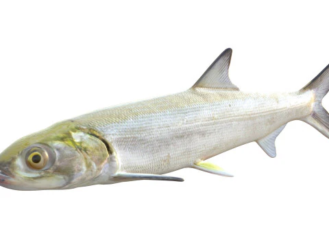 Ladyfish 3D Model