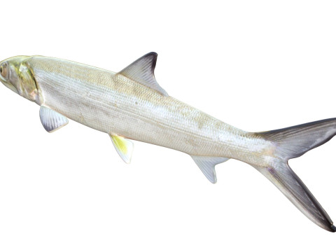 Coccinella Modello 3D