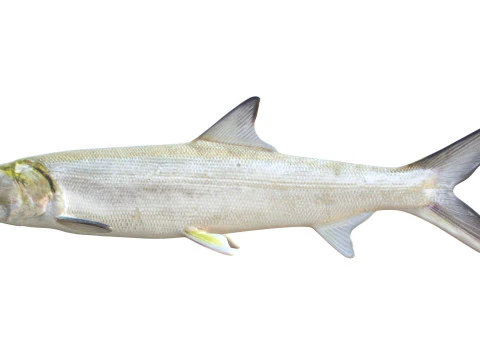 Ladyfish 3D Model