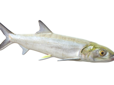 Coccinella Modello 3D