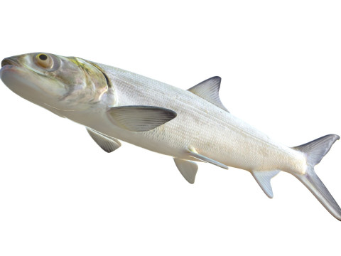 Coccinella Modello 3D