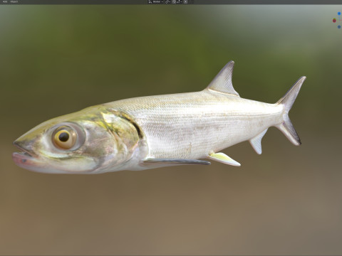 Coccinella Modello 3D