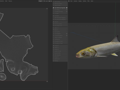 Coccinella Modello 3D