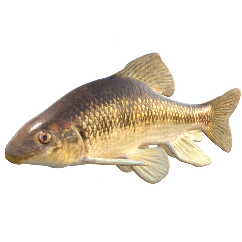 Pesce Chubsucker del lago Modello 3D .c4d .max .obj .3ds .fbx .stl .blend 