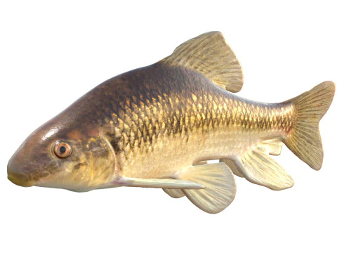 Pesce Chubsucker del lago Modello 3D