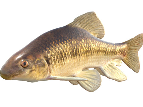 Pesce Chubsucker del lago Modello 3D