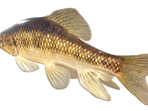 Pesce Chubsucker del lago Modello 3D