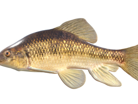 Pesce Chubsucker del lago Modello 3D