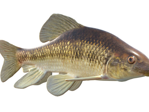 Pesce Chubsucker del lago Modello 3D