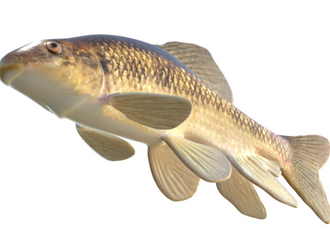 Pesce Chubsucker del lago Modello 3D