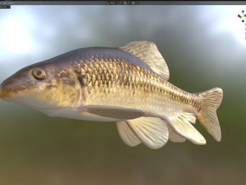 Pesce Chubsucker del lago Modello 3D