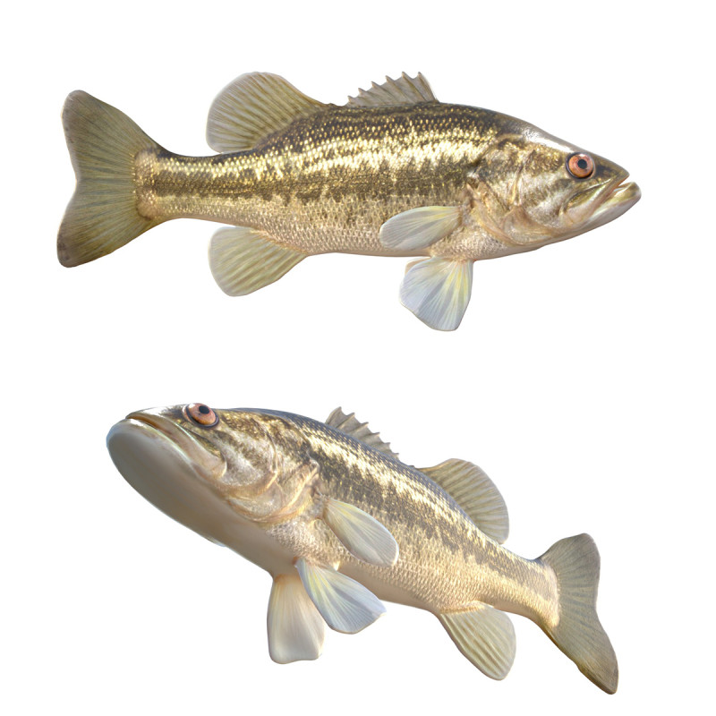 Pesce persico trota Modello 3D .c4d .max .obj .3ds .fbx .stl .blend 