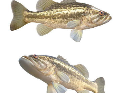 Ikan Bass Mulut Besar Model 3D