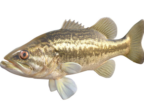 Pesce persico trota Modello 3D