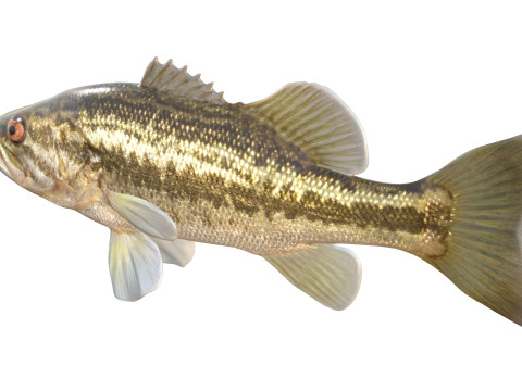 Pesce persico trota Modello 3D