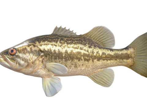 Pesce persico trota Modello 3D