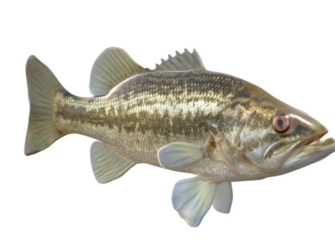 Pesce persico trota Modello 3D