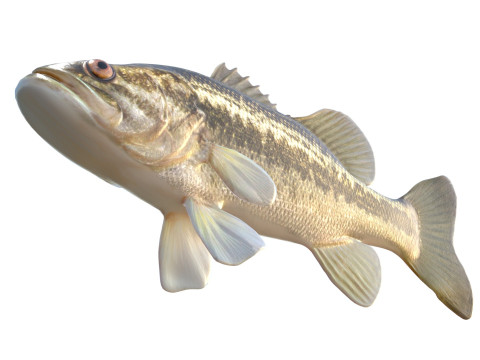 Pesce persico trota Modello 3D