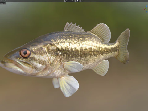 Largemouth Bass fish 3D Model