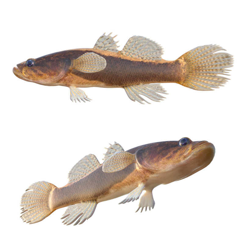 Pesce dormiente dalle guance spinose di grandi dimensioni Modello 3D .c4d .max .obj .3ds .fbx .stl .blend 