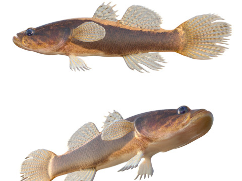 Ikan Spinycheek Sleeper skala besar Model 3D