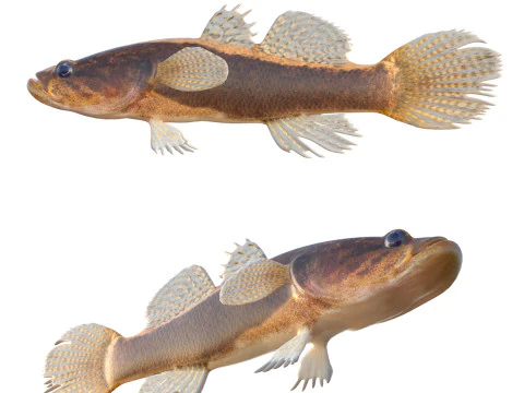 B&uuml;y&uuml;k &ouml;l&ccedil;ekli Spinycheek Uyuyan balık 3D Model