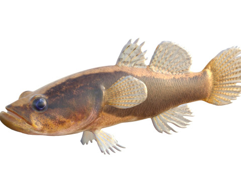 Pesce dormiente dalle guance spinose di grandi dimensioni Modello 3D